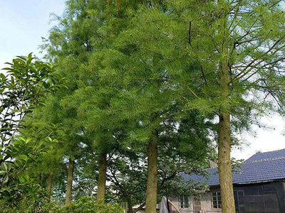 南縣綠行者苗木種植 專業樹木種植經營之路