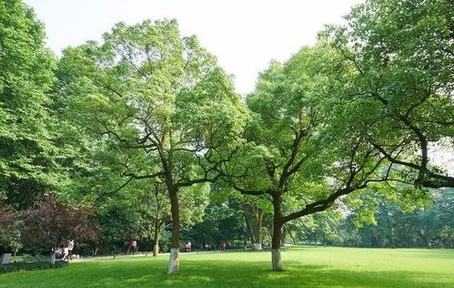 成都綠化苗木供應批發 哪里性價比高與種植指南