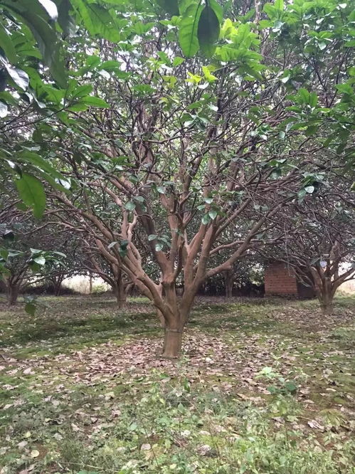 苗友苗木 目光長遠，樹木種植的未來可期