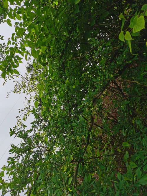 野生樹木的加工價值 種植與可持續(xù)利用的機(jī)遇