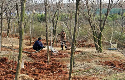 高成活率的秋冬苗木移栽技術(shù)，值得收藏！