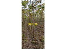 九江市林木種苗中心 打造綠色生態，引領優質樹木種植新篇章