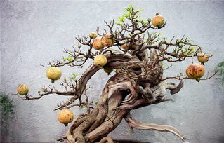 前景廣闊，效益可觀——高經濟價值花卉苗木種植指南